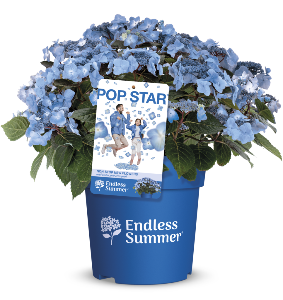 Packshot of Pop Star Endless Summer® blue hydrangea with vibrant blue flowers