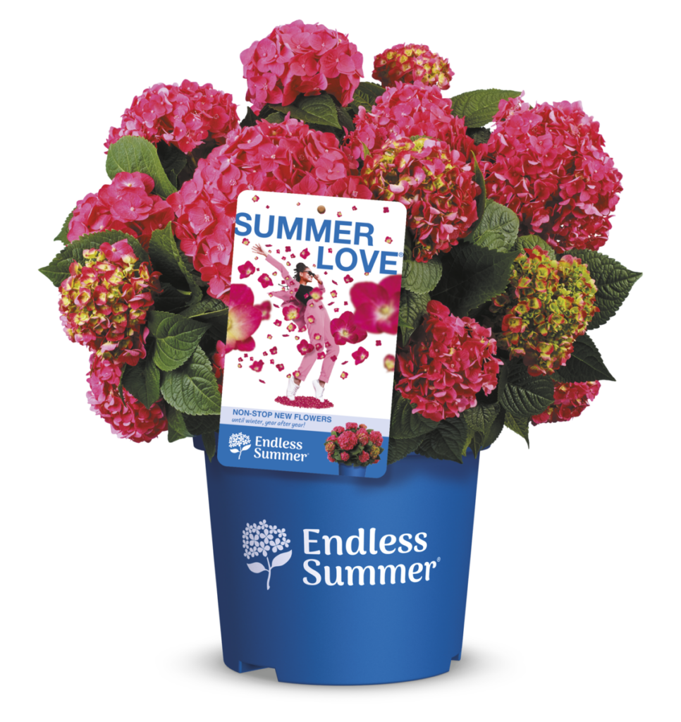Packshot of Summer Love Endless Summer® pink hydrangea with vibrant pink flowers