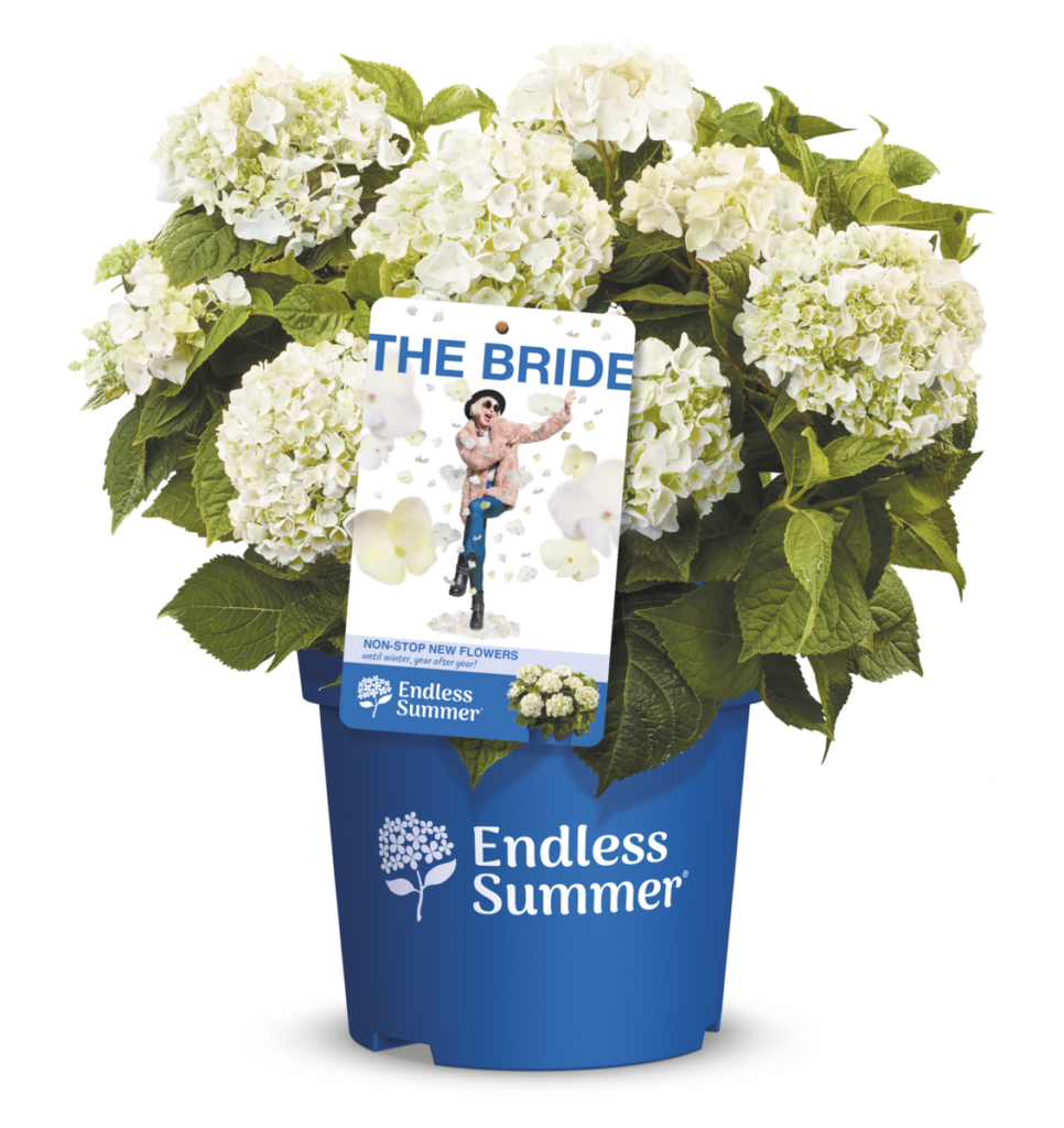 Packshot of The Bride Endless Summer® hydrangea with white flowers