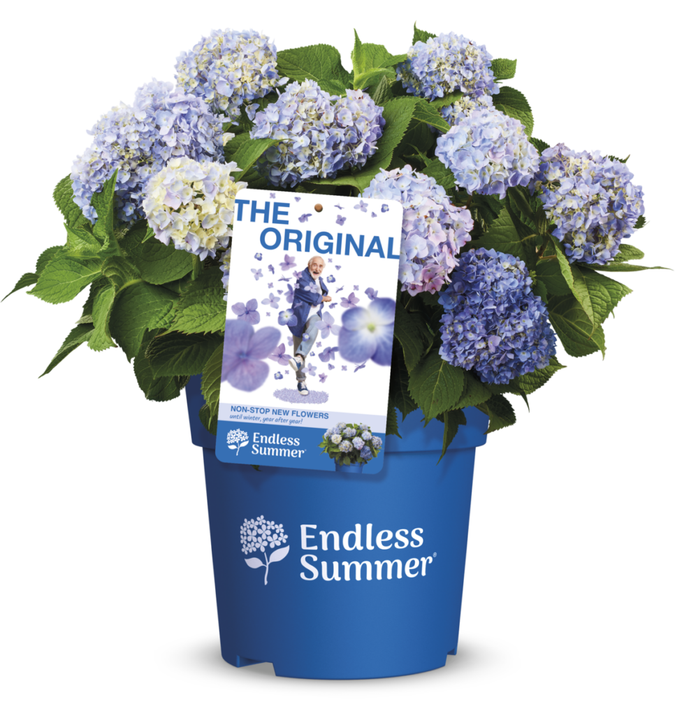 The Original Endless Summer® hydrangea – the classic beauty with radiant blue flowers