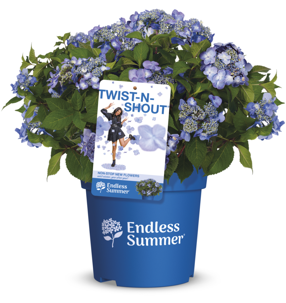 Packshot of Twist-N-Shout Endless Summer® hydrangea with blue flowers
