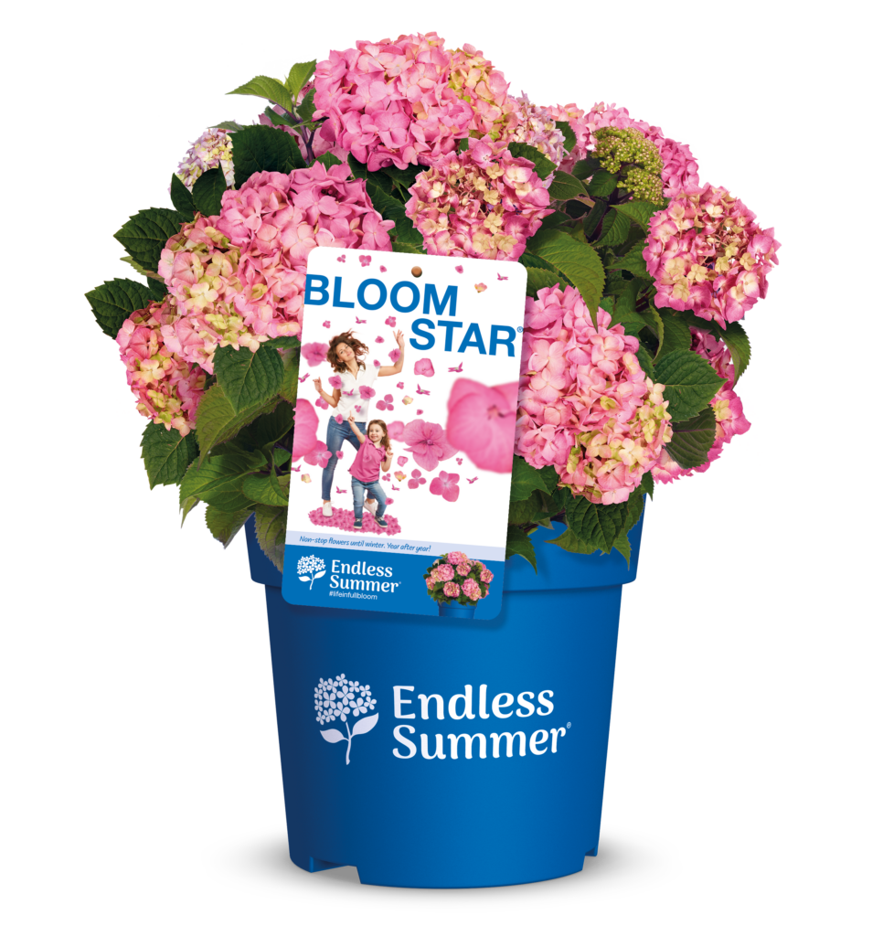 Productshot of hydrangea Bloomstar with label