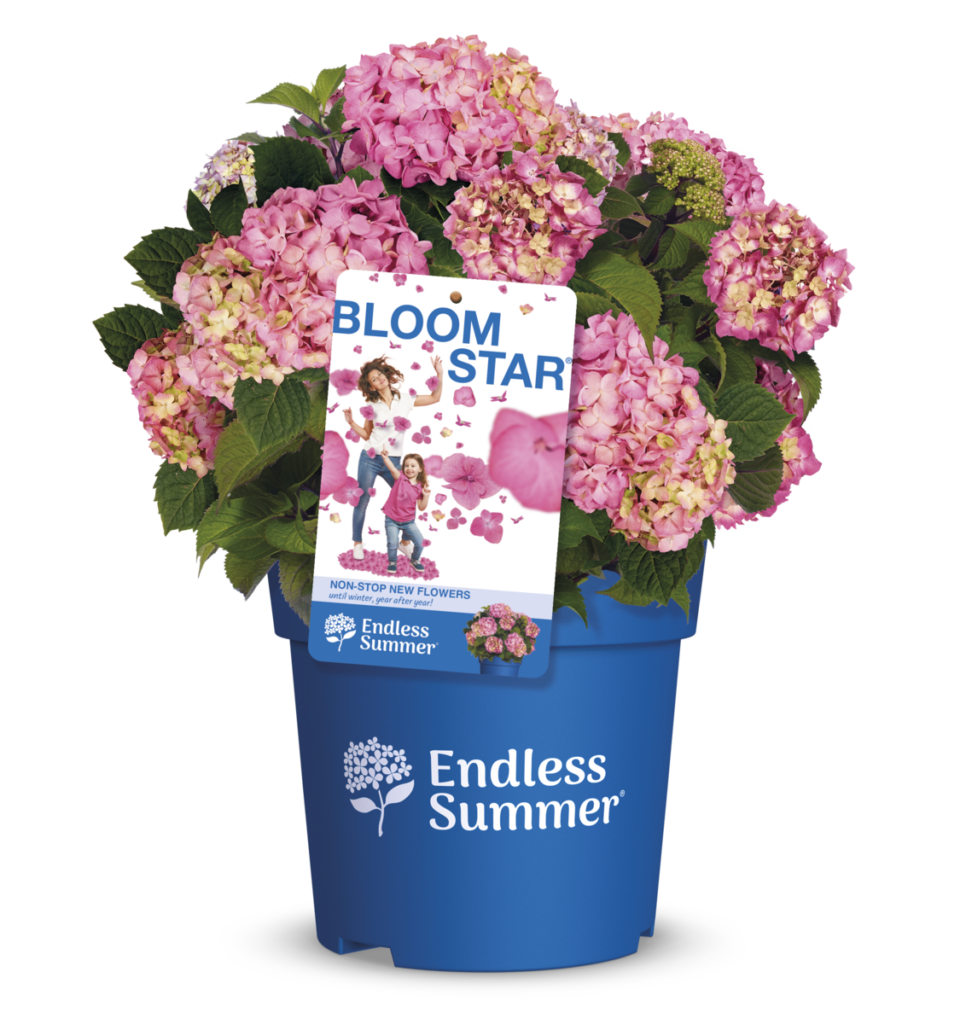Productshot of hydrangea Bloomstar with label