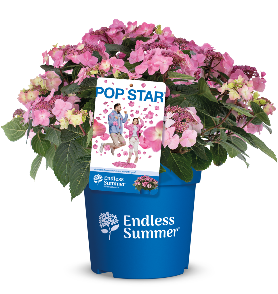 Productshot of hydrangea PopStar with label