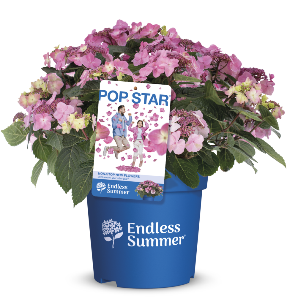 Productshot of hydrangea PopStar with label