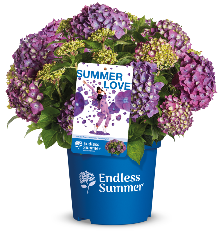Endless Summer Hydrangeas Be Dazzled By More Flowers