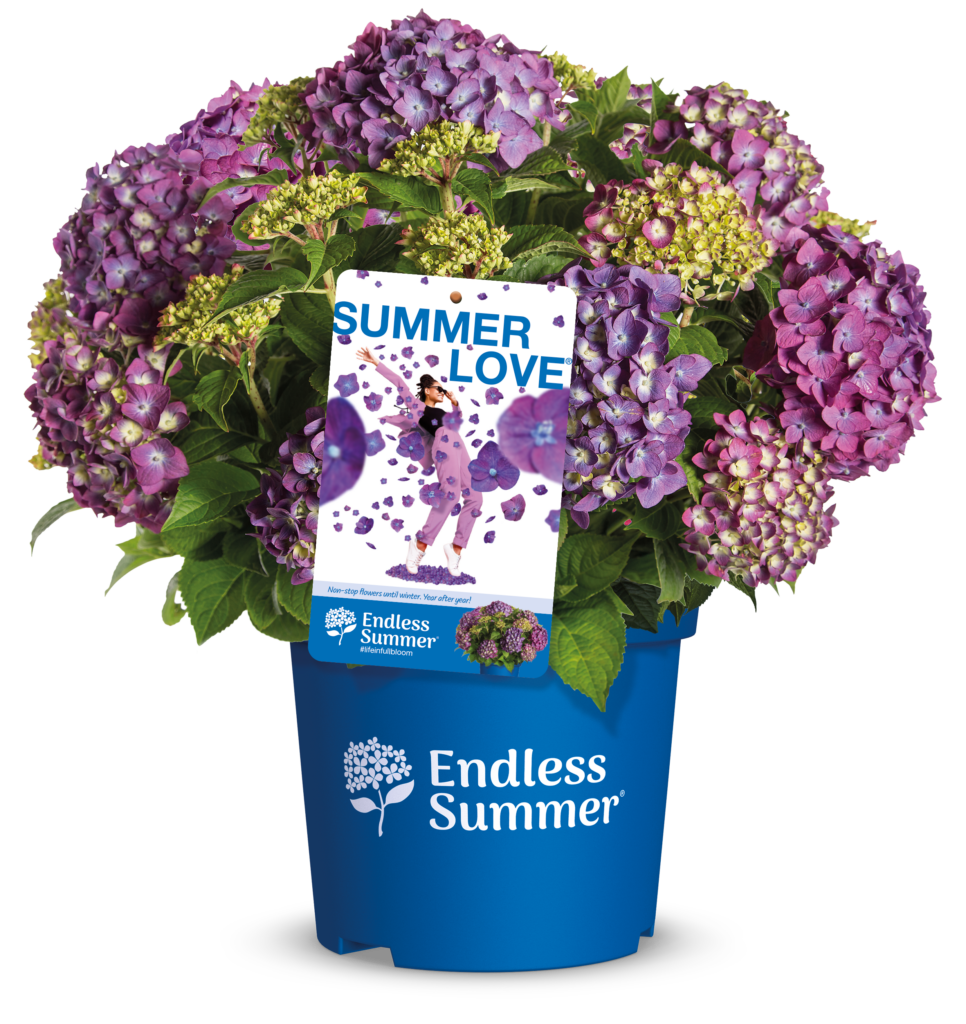 Pot met Endless Summer hortensia met label Summer Love