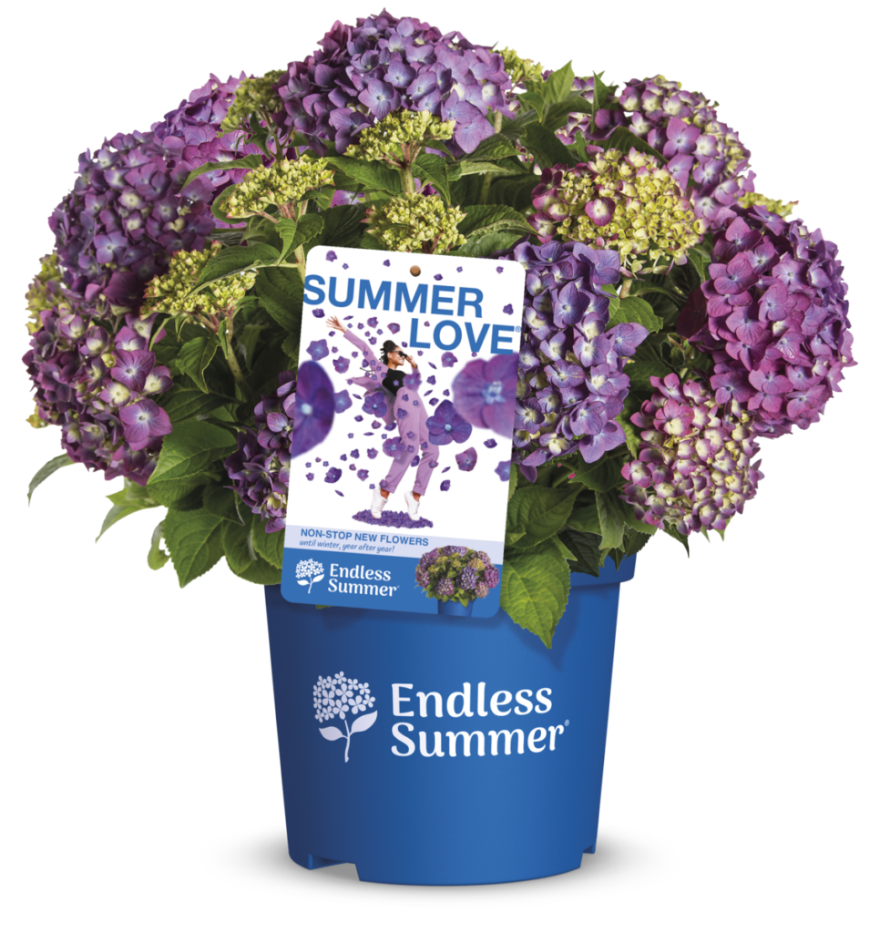 Pot met Endless Summer hortensia met label Summer Love