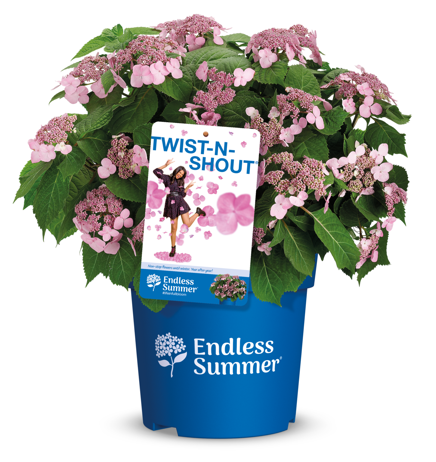 Endless Summer Hydrangeas Be Dazzled By More Flowers