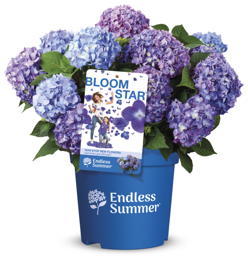Packshot of BloomStar Endless Summer® hydrangea with purple/blue flowers.