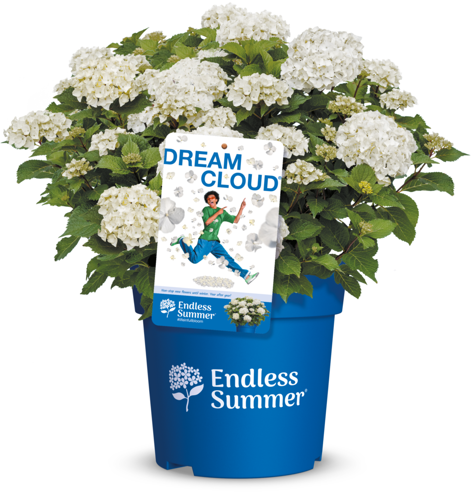 Packshot Dreamcloud