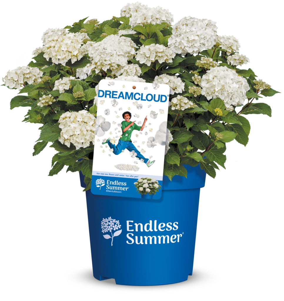 Packshot Dreamcloud