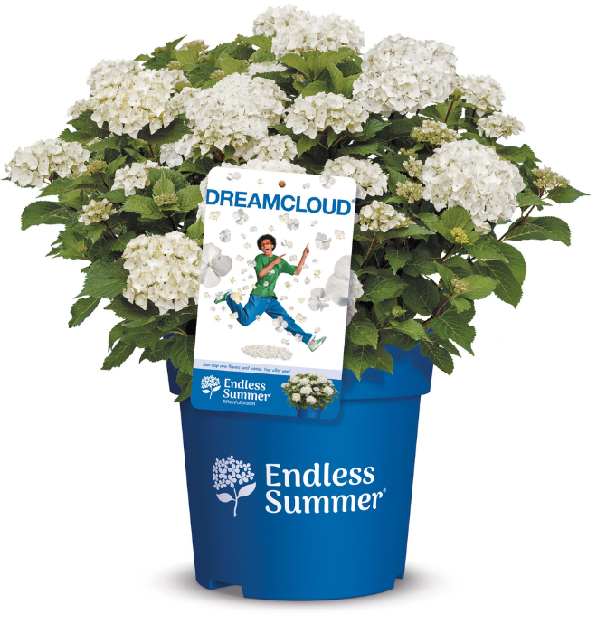 Packshot Dreamcloud