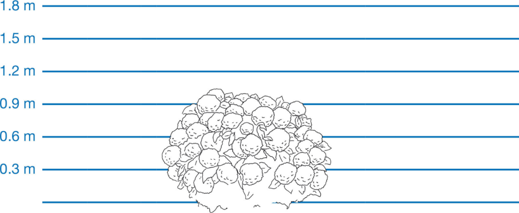 Height drawing of Endless Summer hydrangea