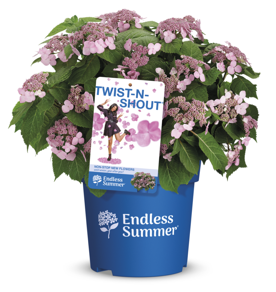 Productshot of hydrangea Twist N Shout
