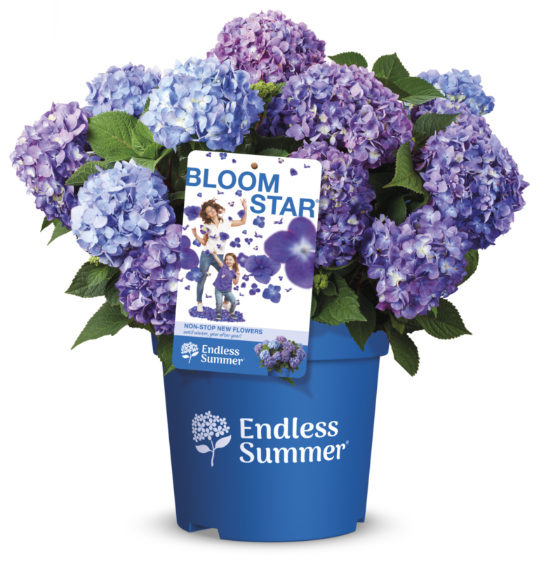 Packshot of BloomStar Endless Summer® hydrangea with purple/blue flowers.