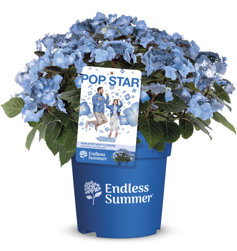 Packshot of Pop Star Endless Summer® blue hydrangea with vibrant blue flowers